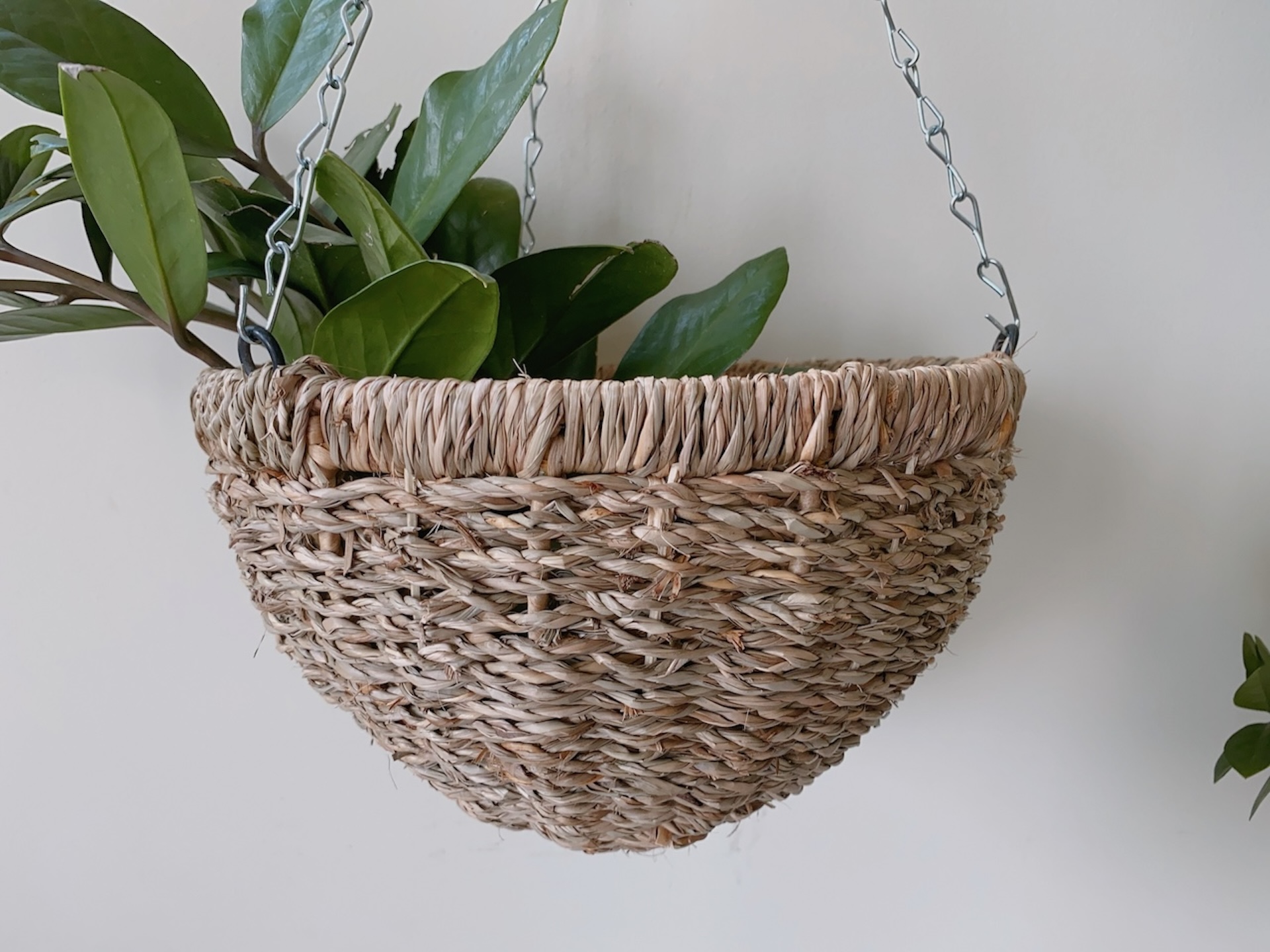 Hanging Seagrass Planter